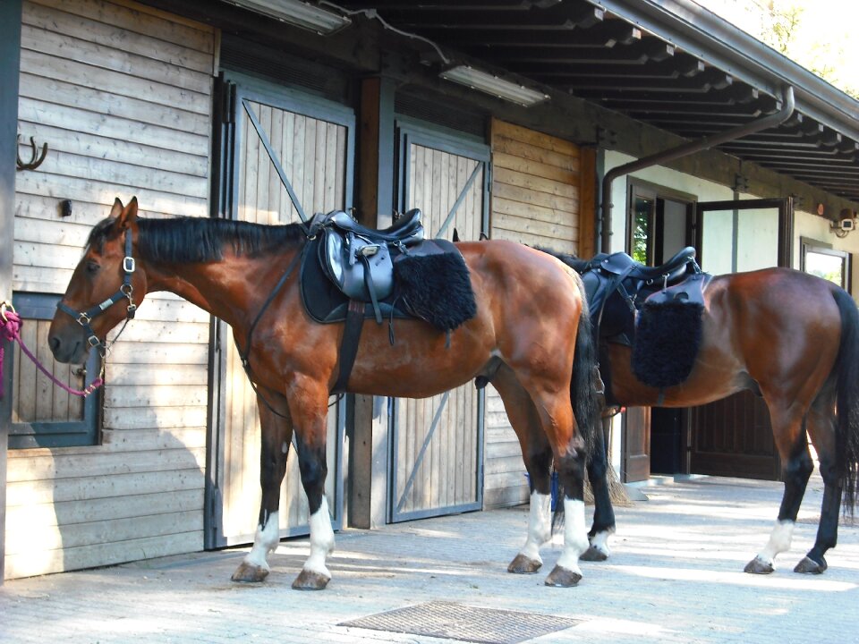 Horses stable Free photos photo