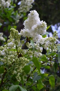 White lilac plant flowers