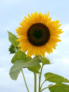 Sunflower summer flowers yellow flowers