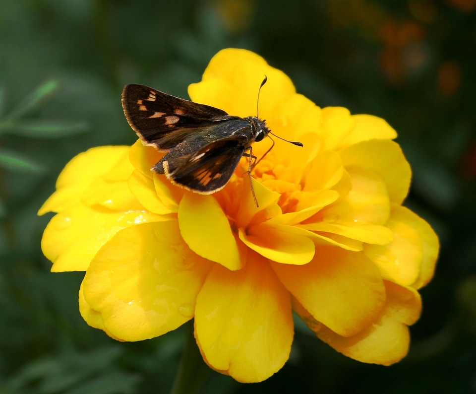 Peck's skipper hesperiidai yellow