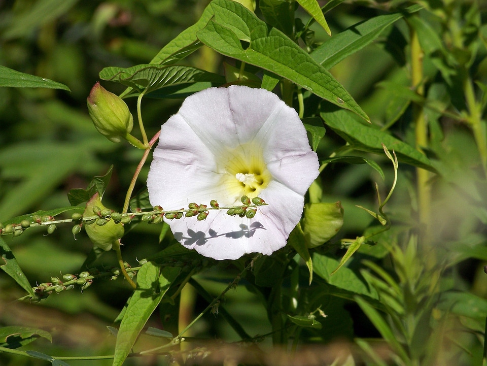 Natural blossom bloom
