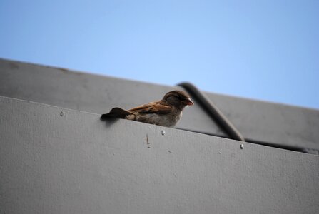Sparrow wait bird