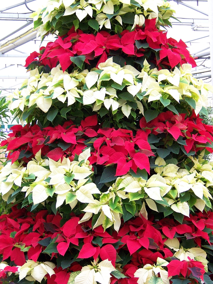 Flowers christmas tree