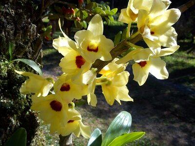 Flowers garden orquidea photo