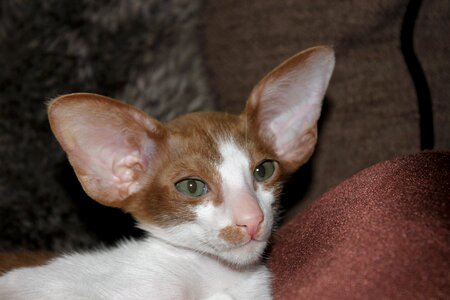 Curious oriental shorthair fur
