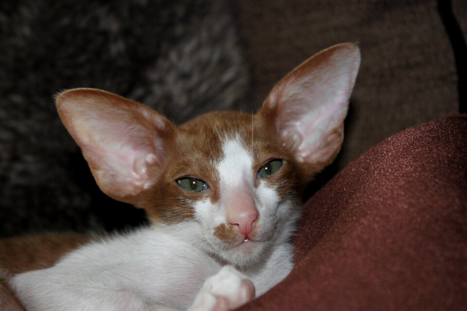 Curious oriental shorthair fur