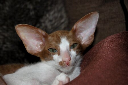 Curious oriental shorthair fur