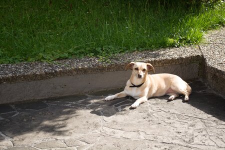 Animal rest relax photo