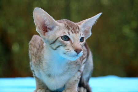 Oriental shorthair stripes fur