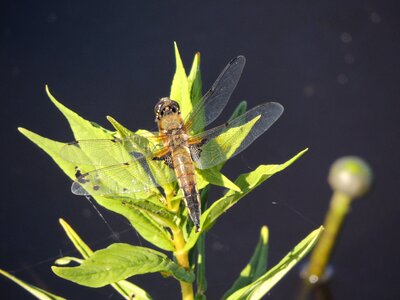 Nature green predatory insect photo