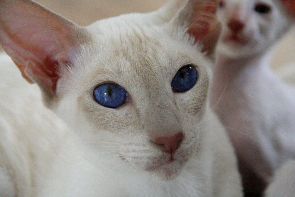 Look kitten siamese cat