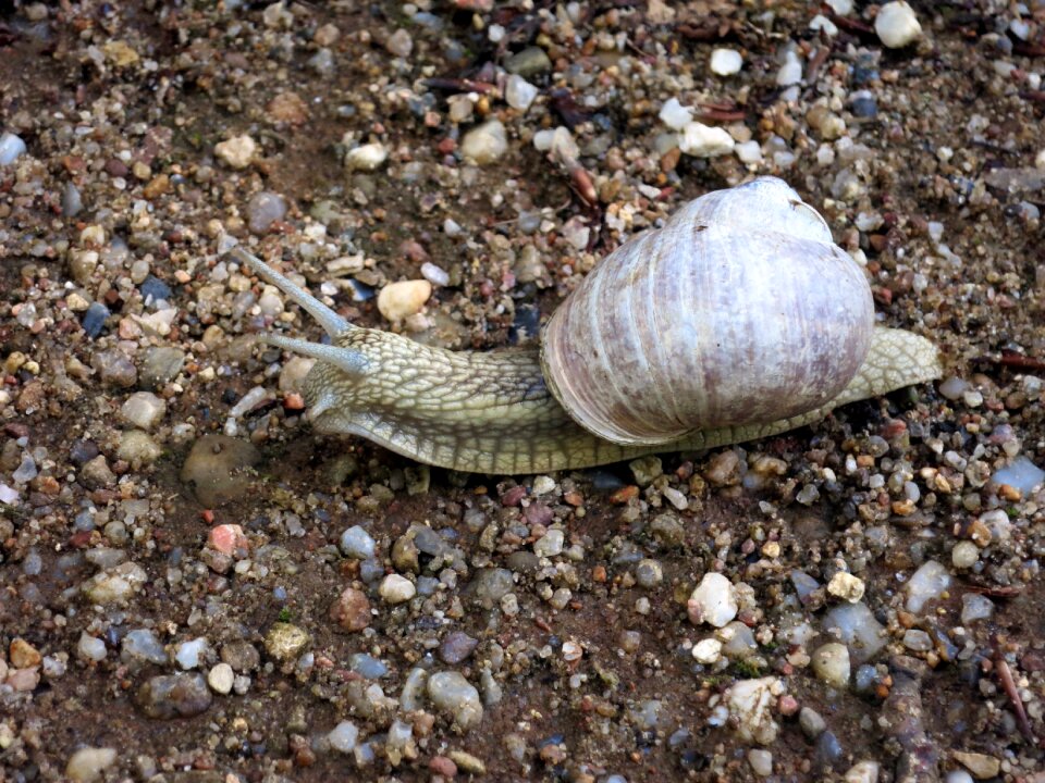 Snail shell mollusk