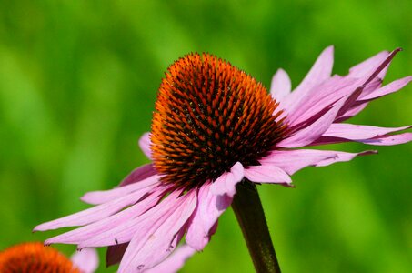 Bloom close up plant