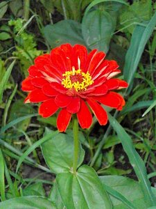 Zinnia elegans zinnia red flowers