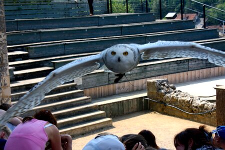 White owl flying bird of prey photo