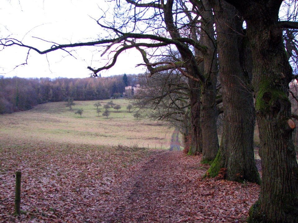 Avenue autumn trees