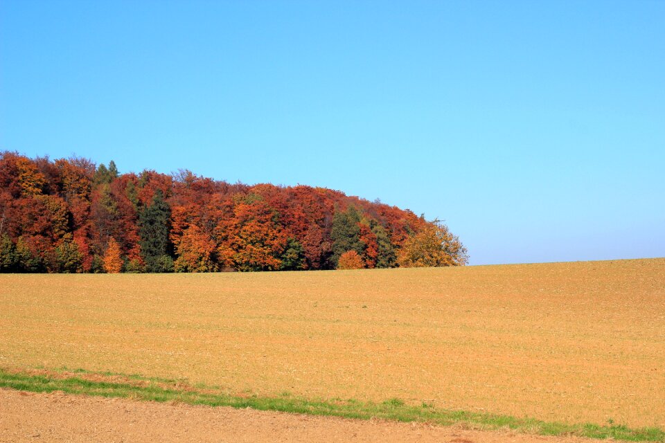 Autumn forest colorful trees