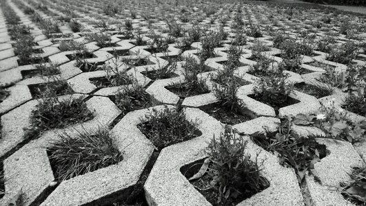 Paving stones joints plant