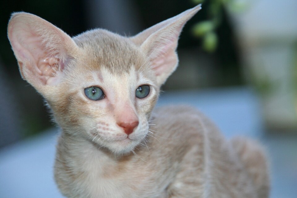 Oriental shorthair fur charming