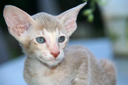 Oriental shorthair fur charming