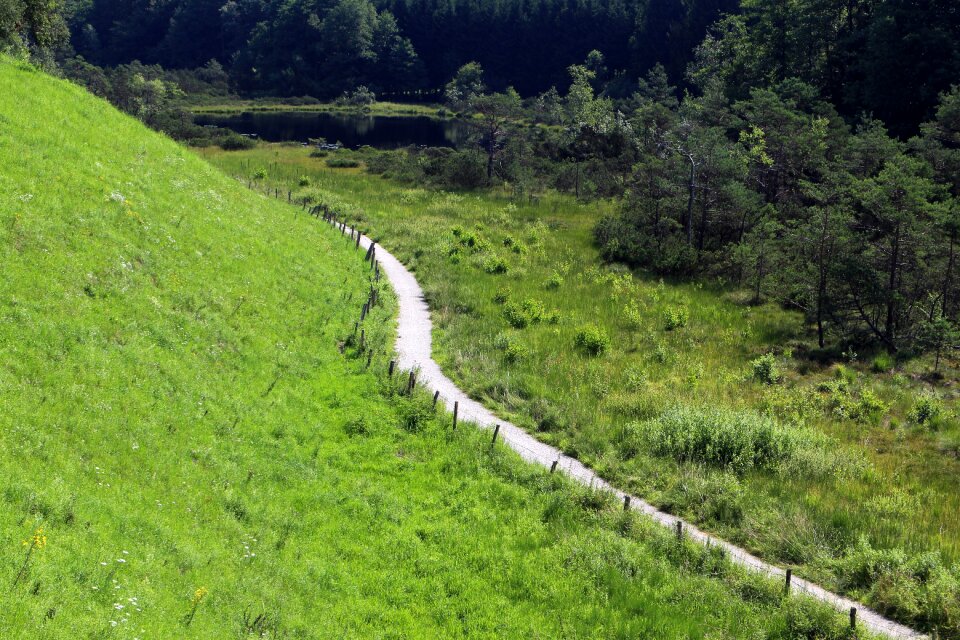 Meadow trees lane
