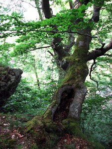 Tree green nature