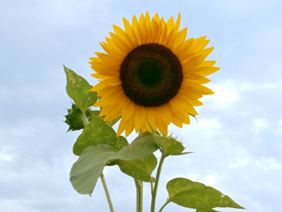 Sunflower summer flowers yellow flowers