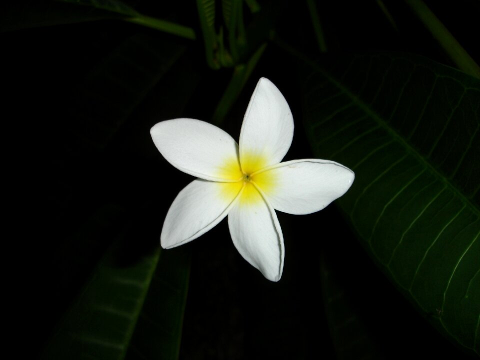 Macro blossom bloom