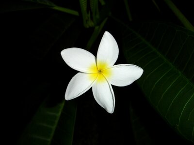 Macro blossom bloom