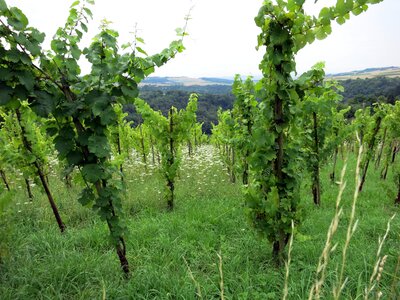 Winegrowing vine landscape