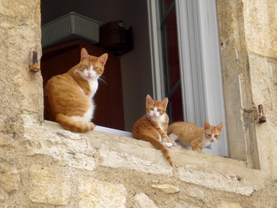 Kitten animals nature