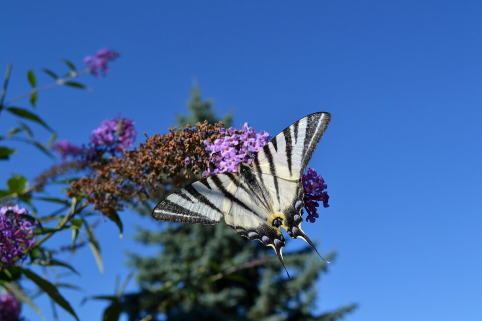Nature flying insects foliage