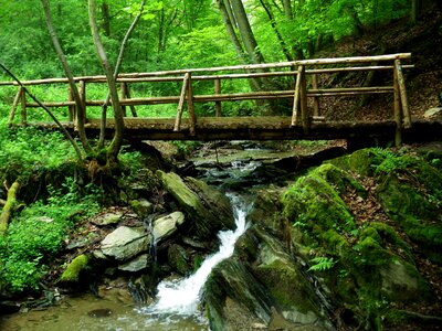 Bach water nature