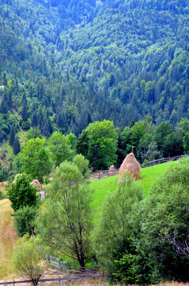 Capita fan the apuseni mountains romania