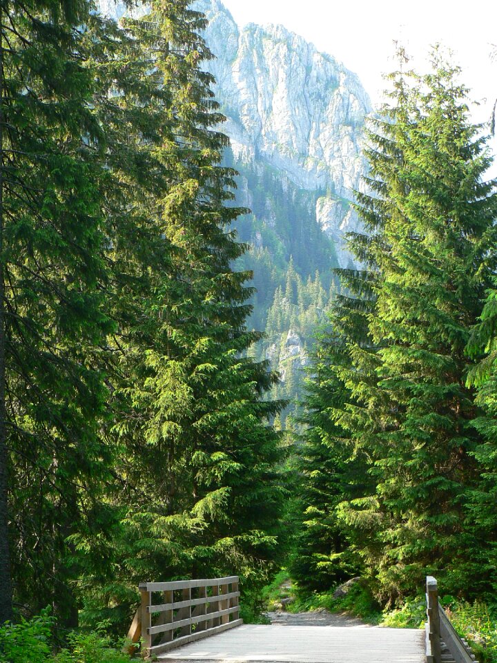 Landscape top view tree