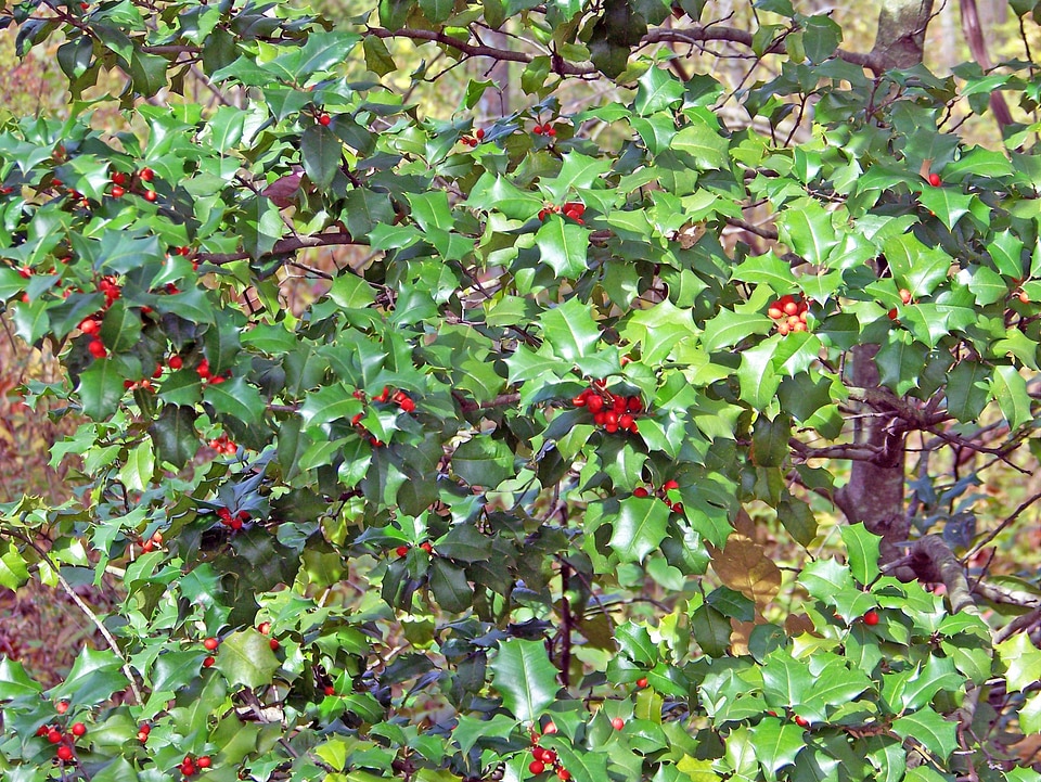 Holly tree christmas berries christmas