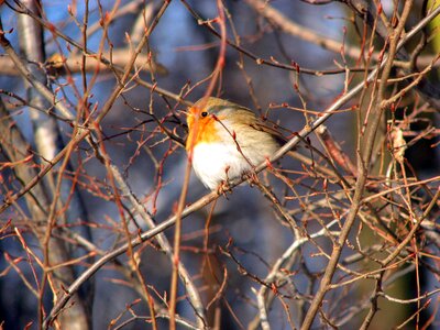 Nature animal world plumage