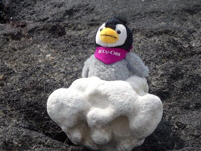 Figure beach penguin photo