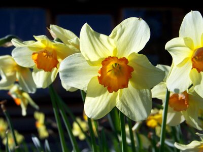 Flower plant blossom