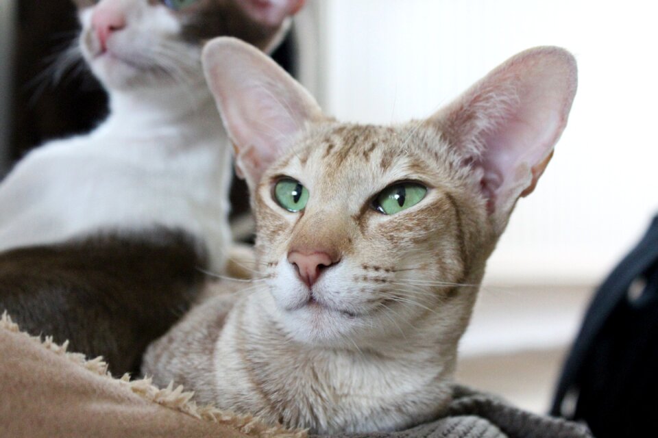 Kitten oriental shorthair cozy