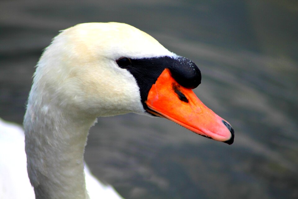 Nature animal noble