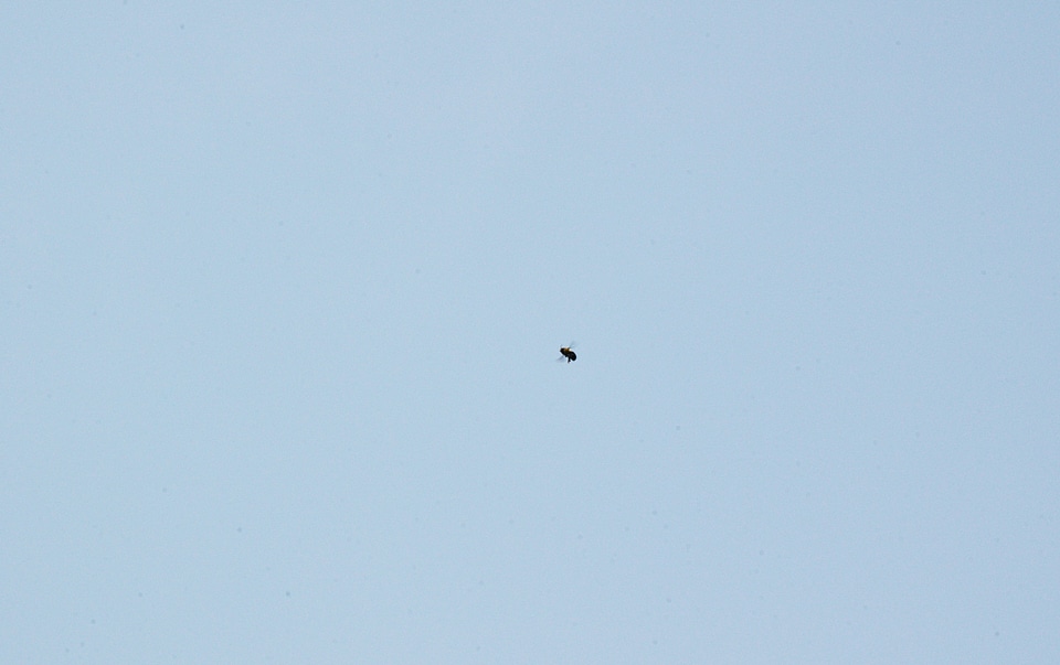 Flying bees flight