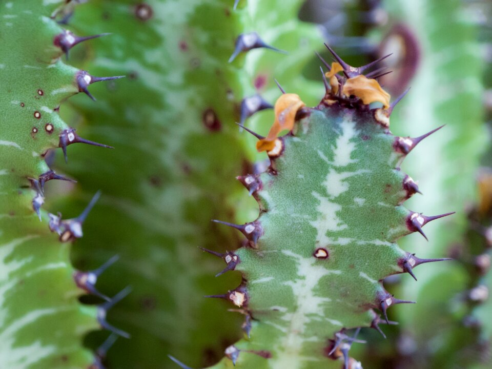 Skewers thorns desert