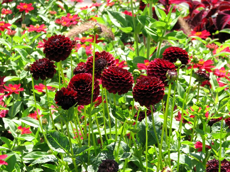 Blossom bloom garden