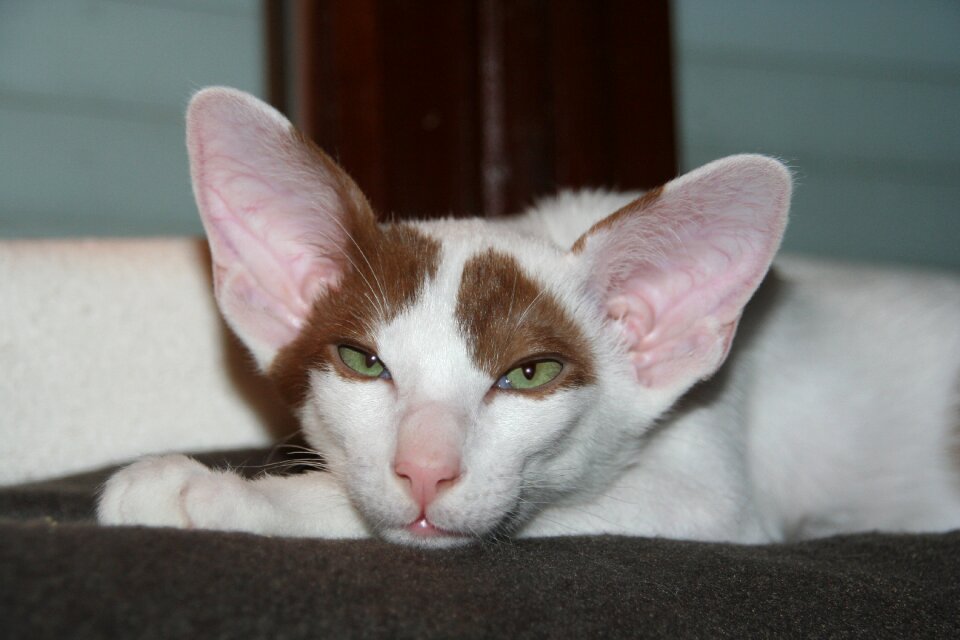 Oriental shorthair fur charming