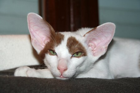 Oriental shorthair fur charming photo