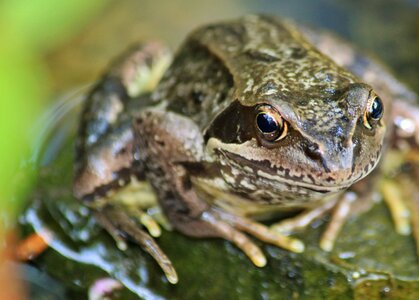 Frog pond creature eyes photo