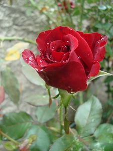 Rosa red spray