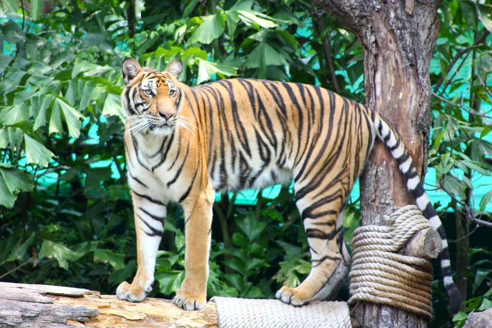 Zoo stripe yellow