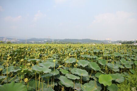 Field plant aquatic